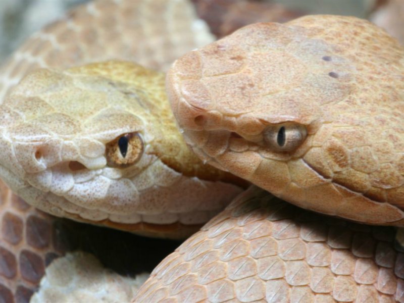 Dieren